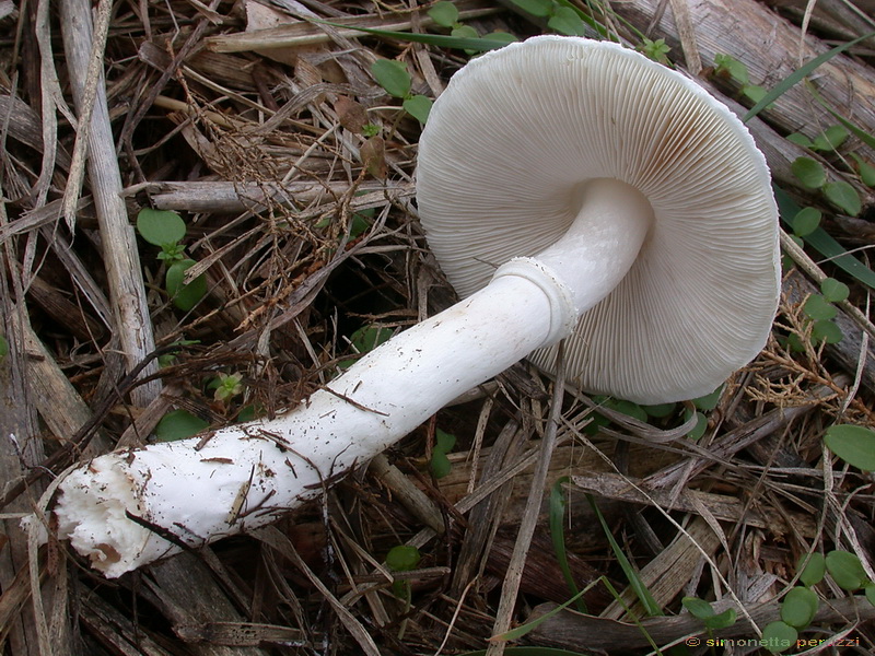 Funghi delle dune e retrodune...